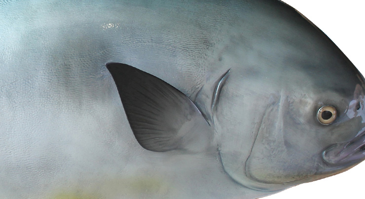 Permit fishmount close up