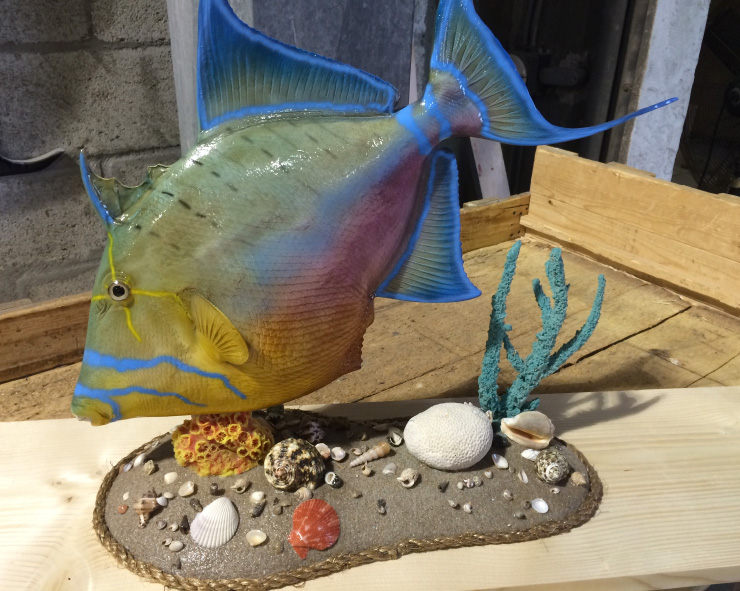 Custom base Queen Triggerfish mount
