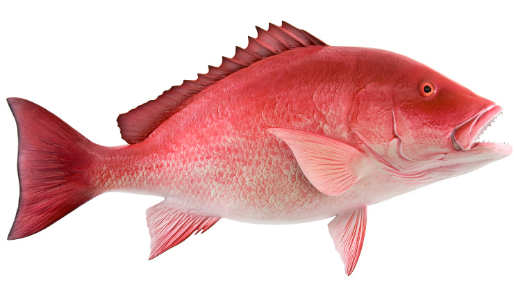 Red Snapper Fishmount