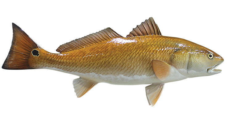Redfish mount