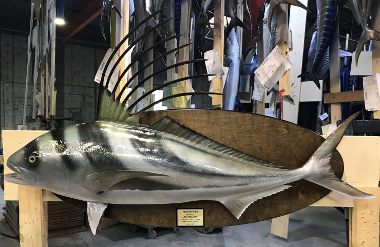 Roosterfish mount on wood plaque