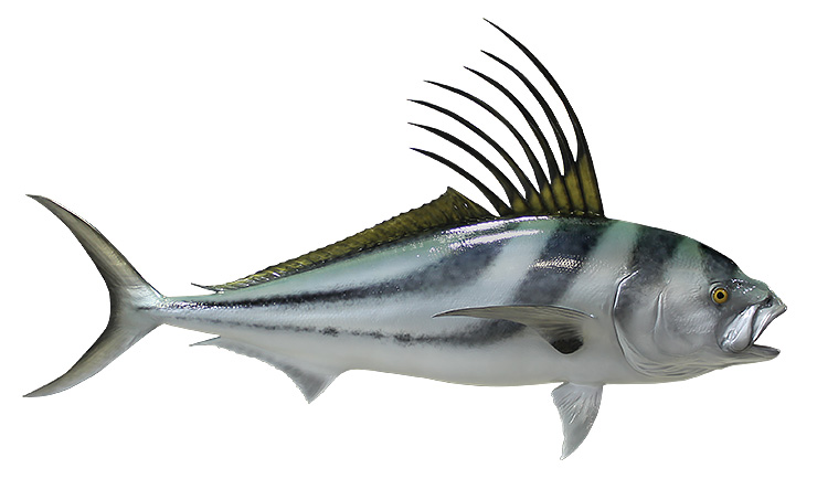 Roosterfish mount
