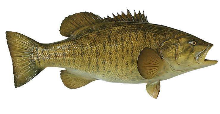 Small Mouth Bass fishmount