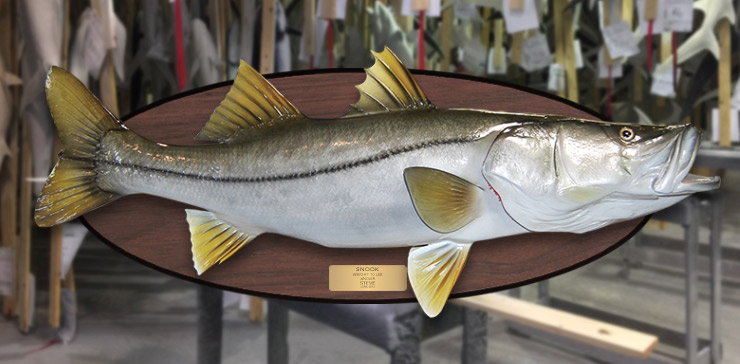 Snook fish mount on wood plaque