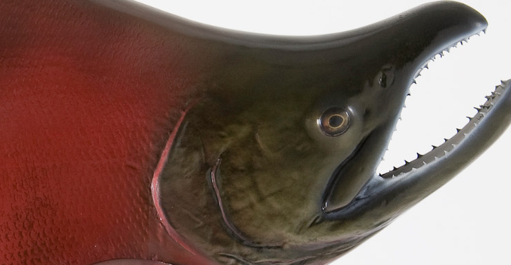 Sockeye Salmon fishmount