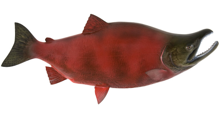 Sockey Salmon fishmount