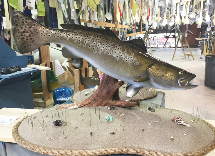 Spotted Seatrout fish on custom base
