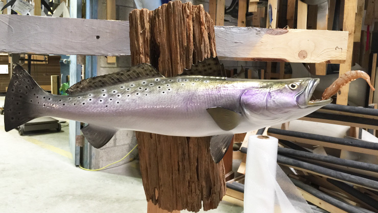 Spotted Seatrout fish mount on custom wood panel