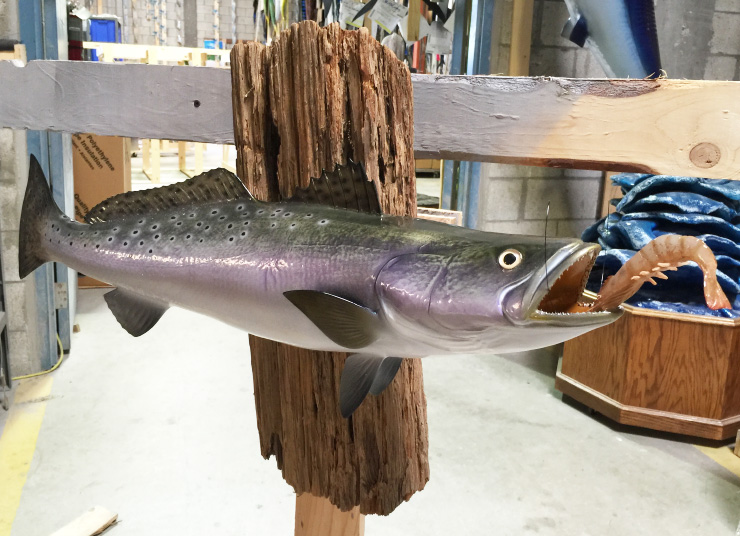 Spotted Seatrout fish mount on custom wood panel