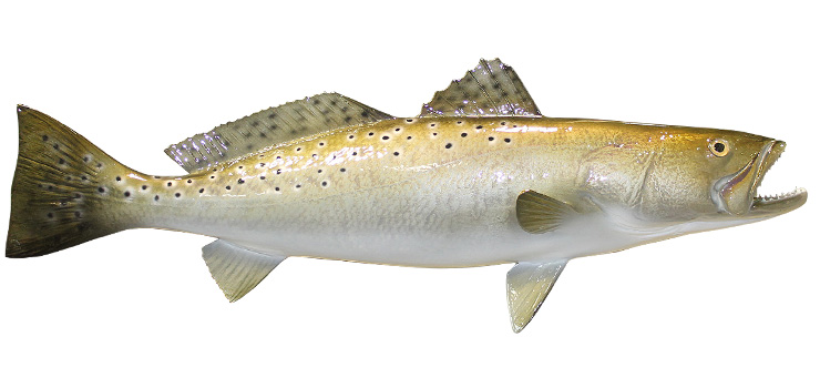 Spotted Seatrout fish mount