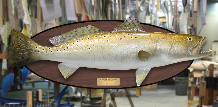 Spotted Seatrout fish mount on wood plaque