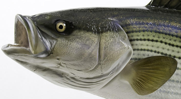 Striped Bass fish mount close up