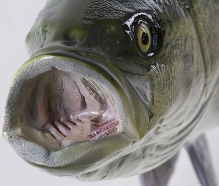 Striped Bass fish mouth