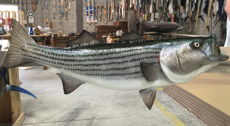 Striped Bass fish mount