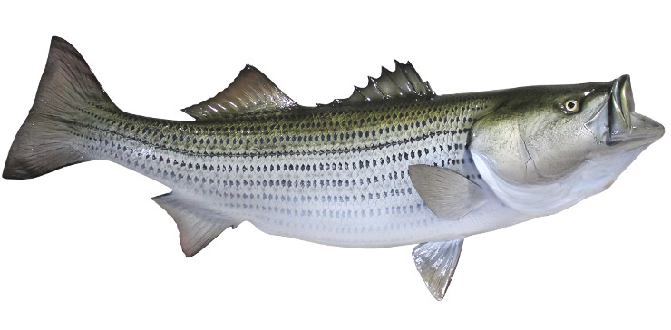 Striped Bass fish mount
