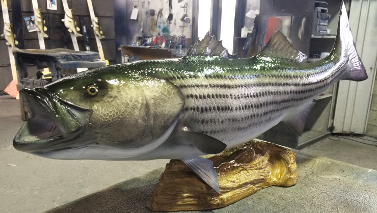 Striped Bass fish mount on wood base