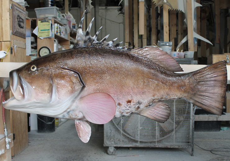 Warsaw Grouper mount at Gray Taxidermy