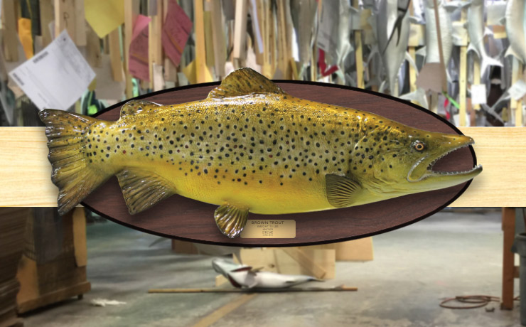 Brown Trout Fishmount with wood plaque