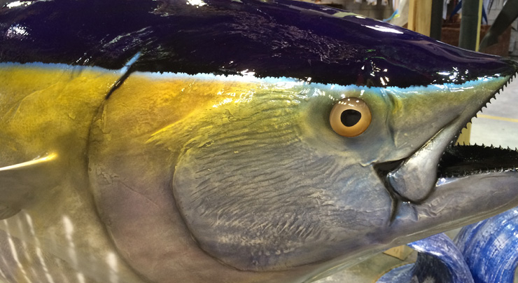 Yellowfin Tuna mount close up