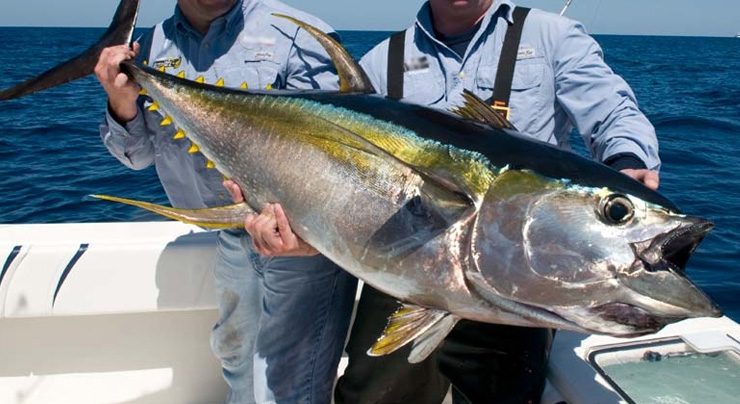 Yellowfin Tuna