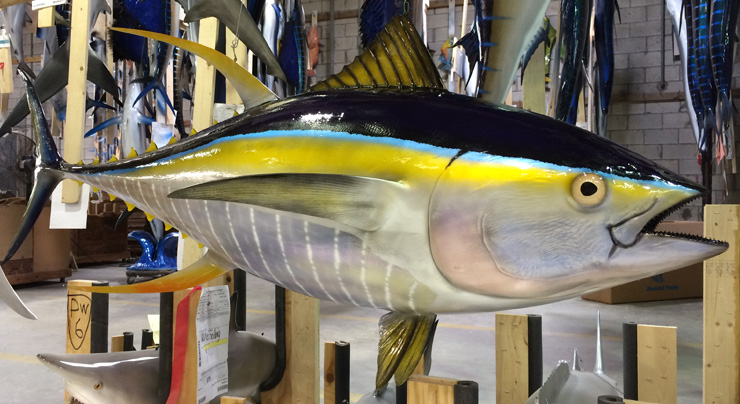 Yellowfin Tuna mount at Gray Taxidermy