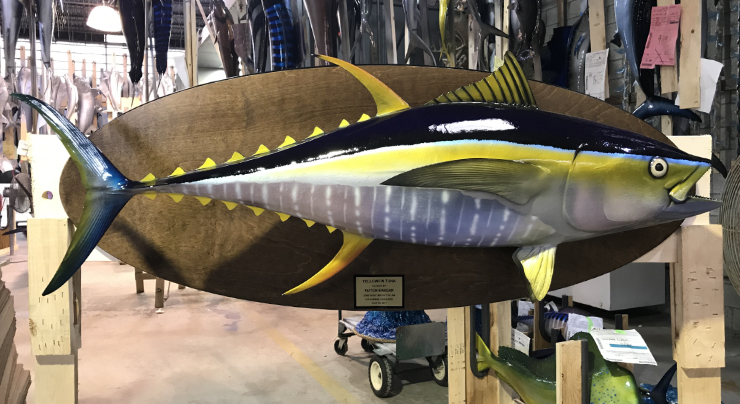 Yellowfin Tuna mount on a wooden plaque