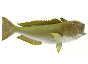 Golden Tilefish Fishmount