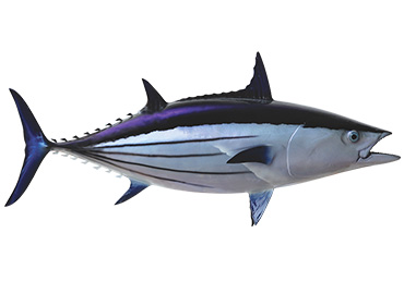 Skipjack Tuna Fishmount