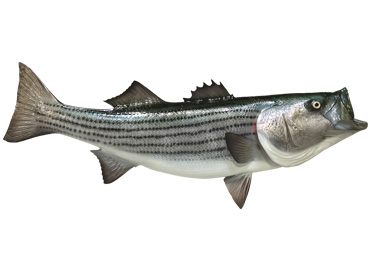 Striped Bass Fishmount