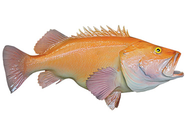 Yelloweye Rockfish mount