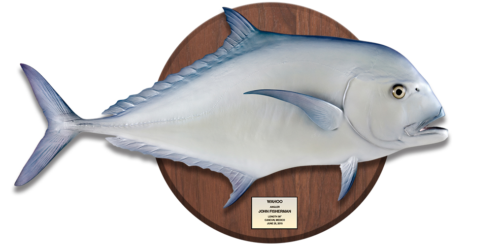 African Pompano fish mount on wood plaque with name plate