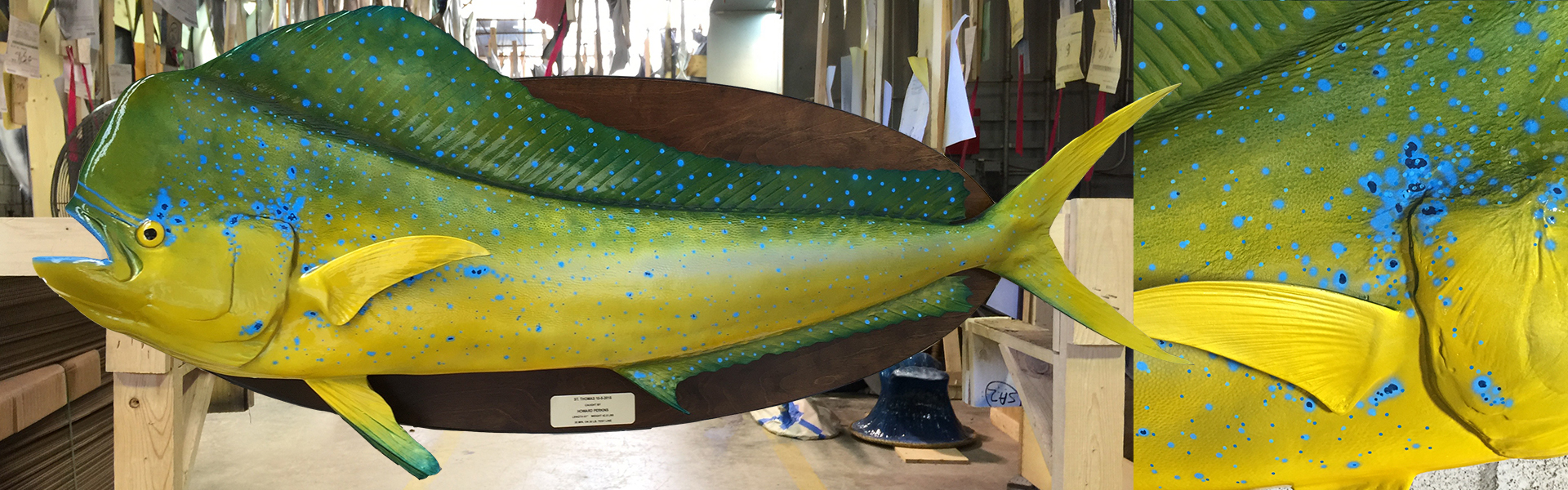 Dolphin Dorado Mahi