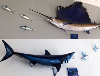 Fish mounts, saltwater and freshwater fish replicas