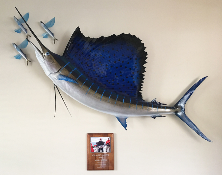 Sailfish with Flying fish Baitfish