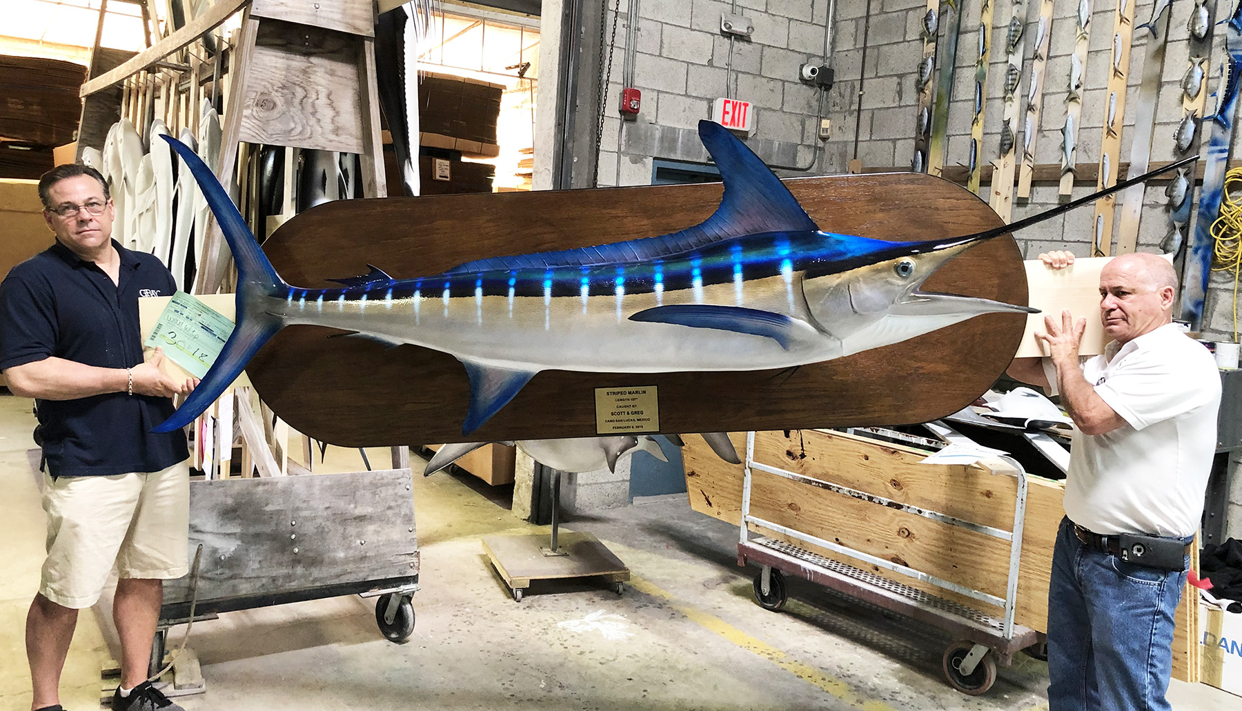 Blue Marlin fish mount at Gray Taxidermy