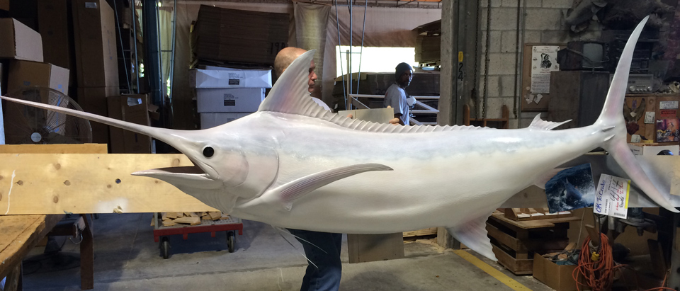 Albino Blue Marlin fishmount