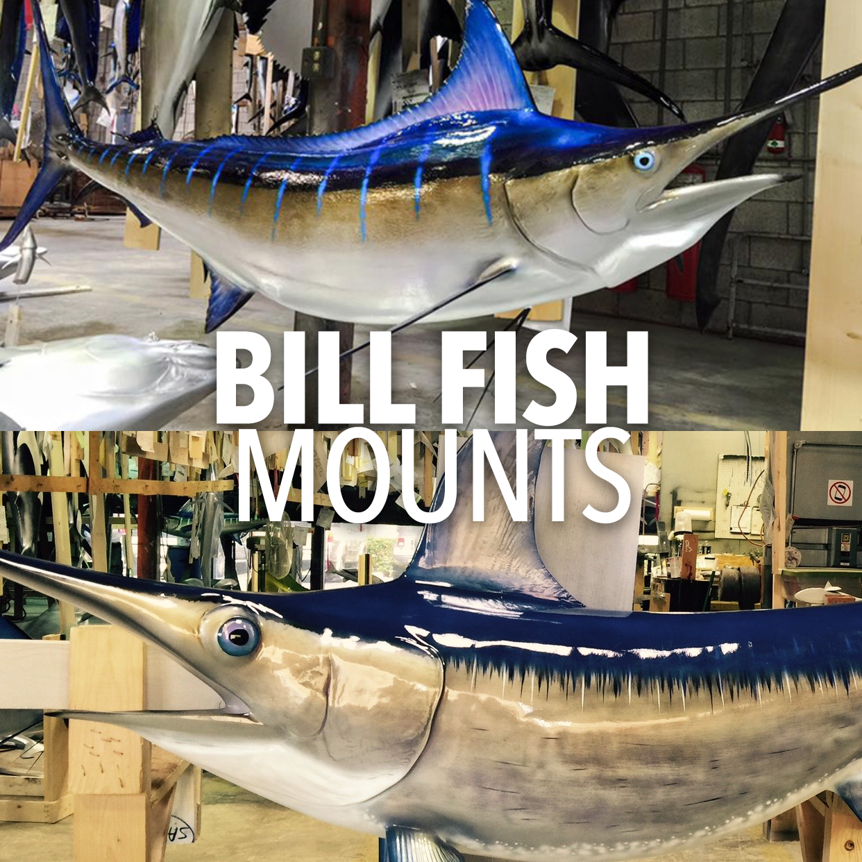 Billfish graphic