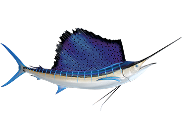 Atlantic Sailfish Fismount