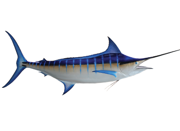 Blue Marlin Fismount