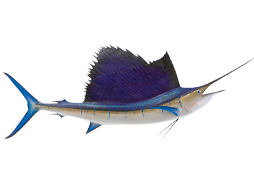 Pacific Sailfish Fishmount