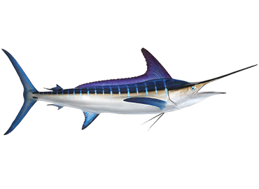 Striped Marlin Fish Mount