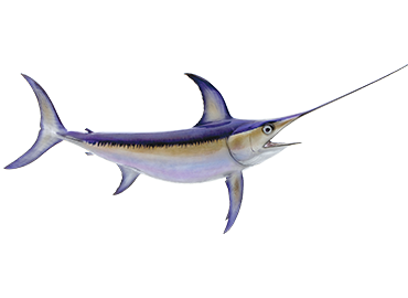 Swordfish Fishmount