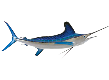 White Marlin Fishmount