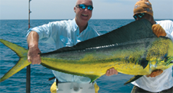 Mahi Mahi