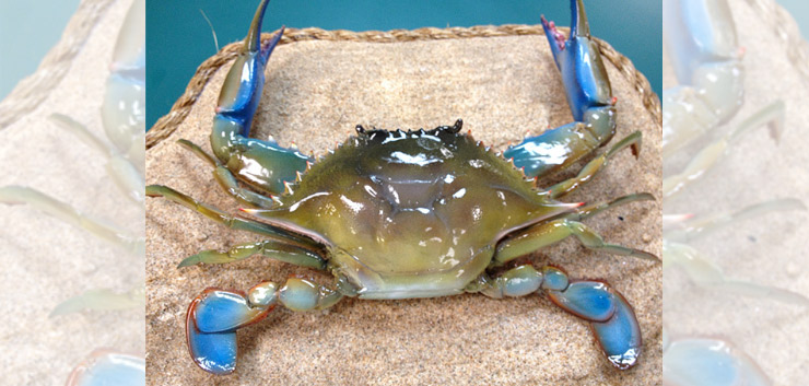 Blue Crab