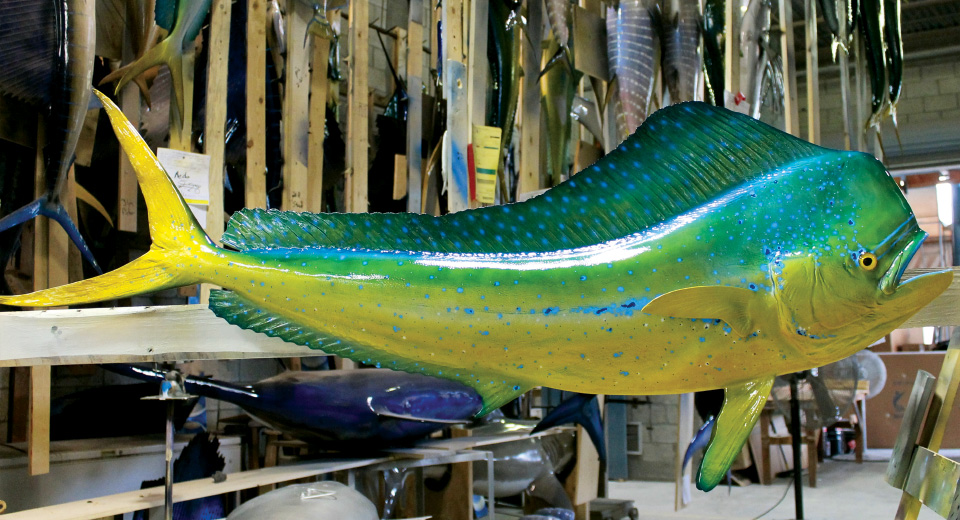 Mahi fishmount