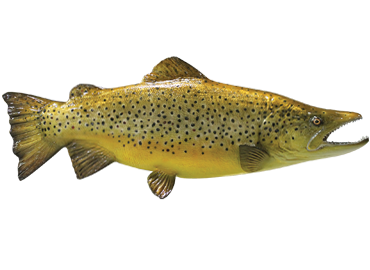 Brown Trout Fishmount