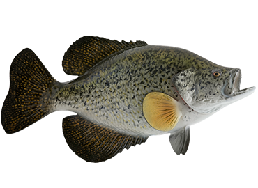 Crappie Fishmount