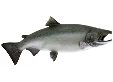 King/Chinook salmon Fishmount