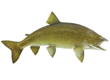 Lake Trout Fishmount